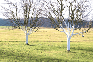 Kalkanstrich für Bäume im Garten - VELLVIE